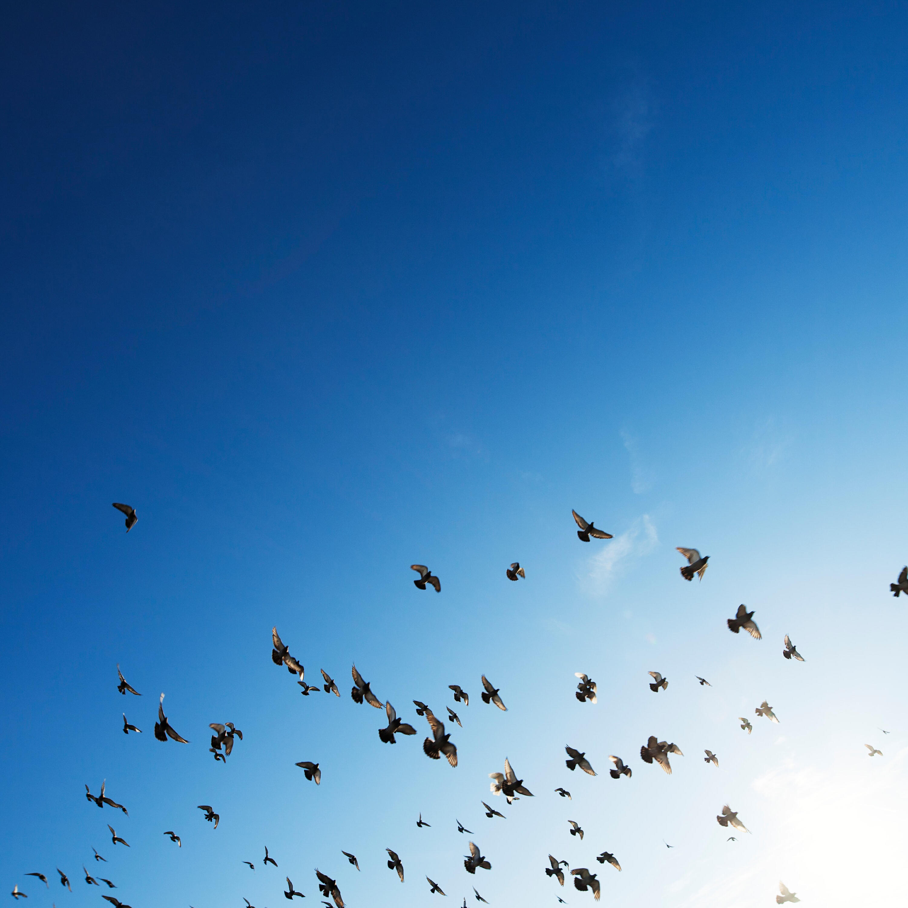Релиз Birds in The Sky | Music to Relax