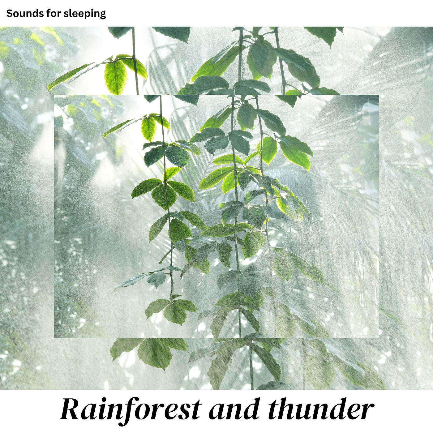 Релиз Rainforest and Thunder