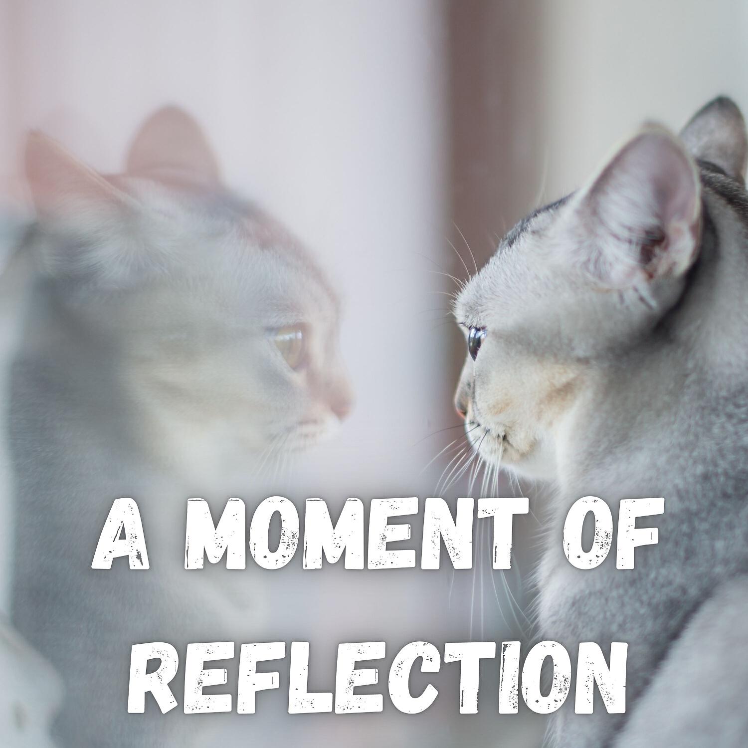 Релиз A Moment of Reflection