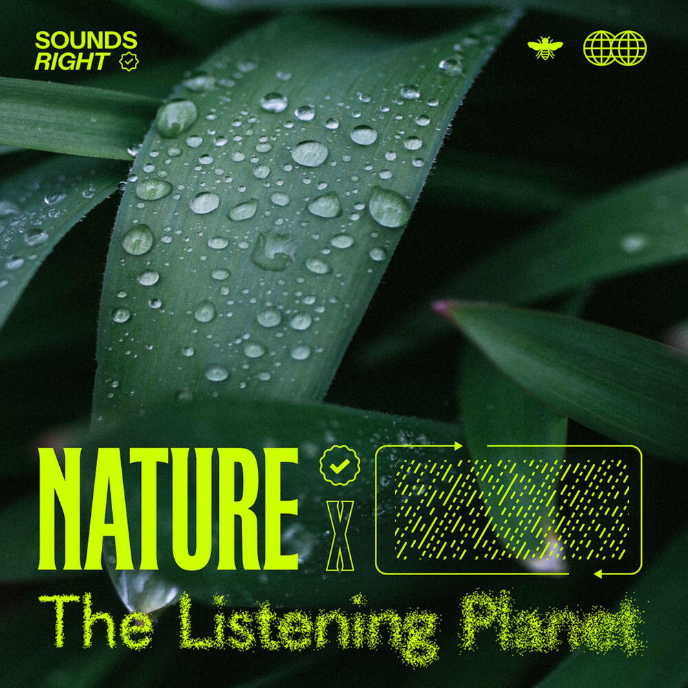 Релиз Nature's Rainfall Melodies