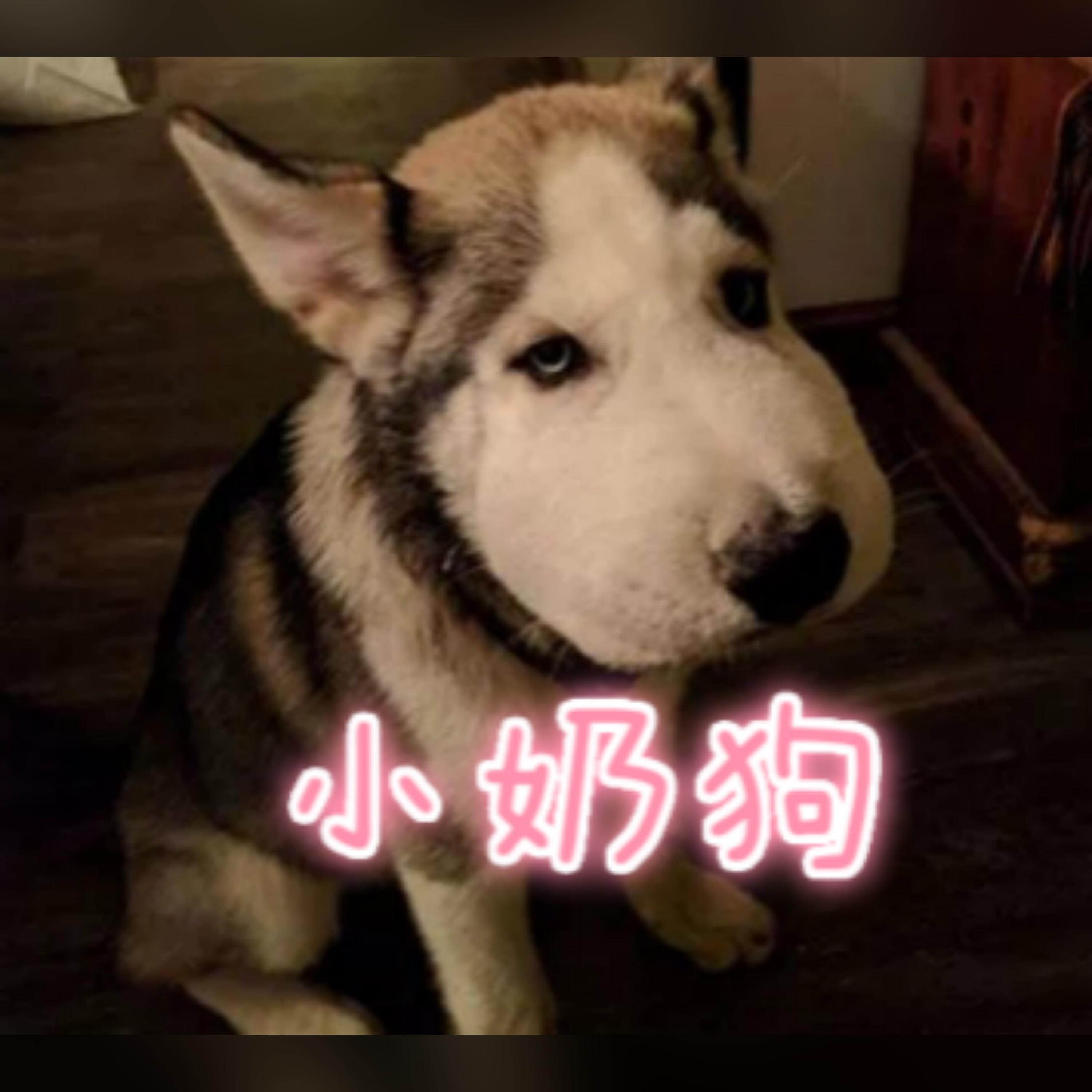 Релиз 小奶狗