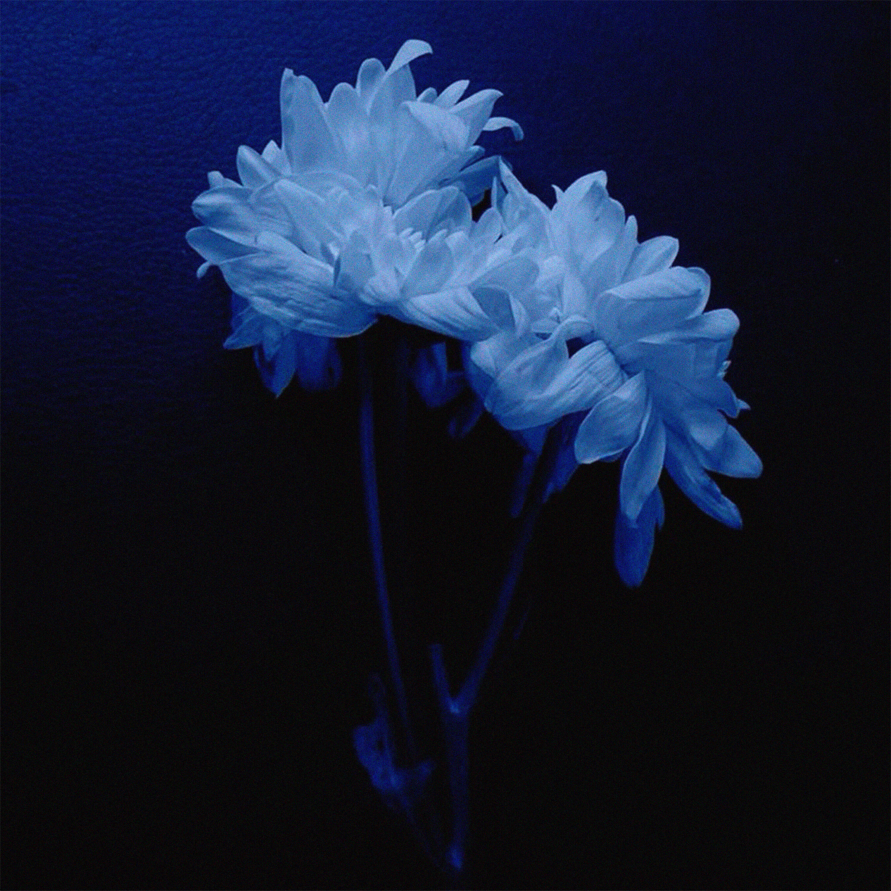 Релиз Flower Of Die