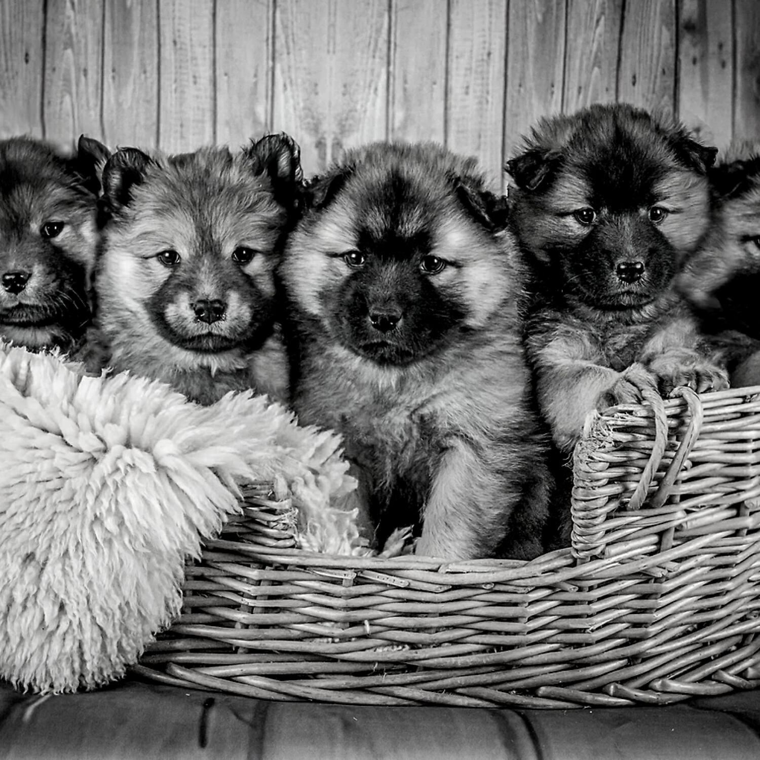 Релиз Calming Your Dog - Fabulous