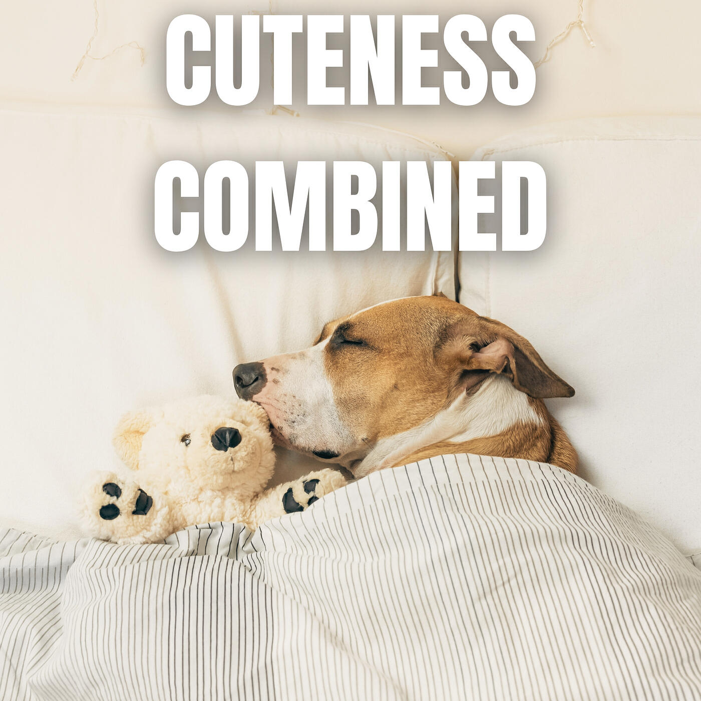 Релиз Cuteness Combined