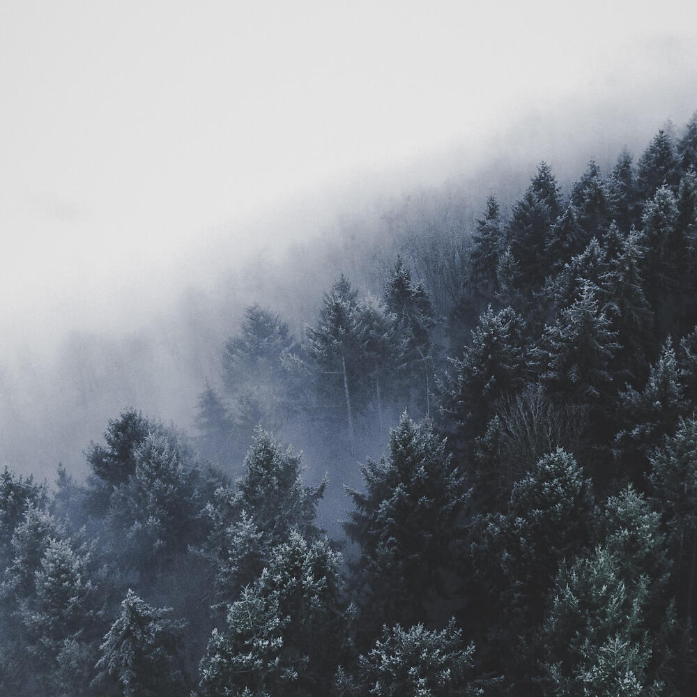 Релиз North
