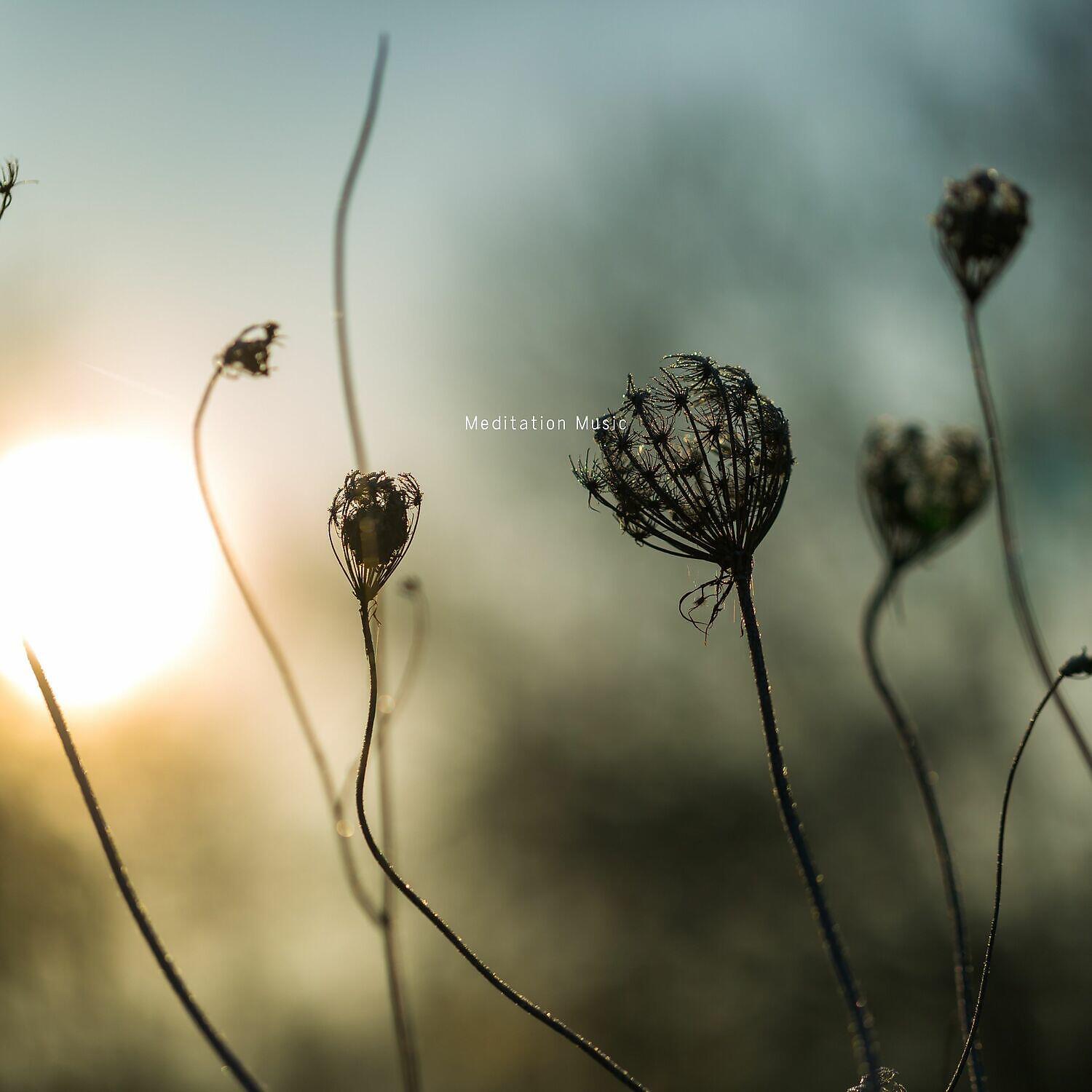 Релиз Meditation Music, Sleep Music, Ambient Study Music