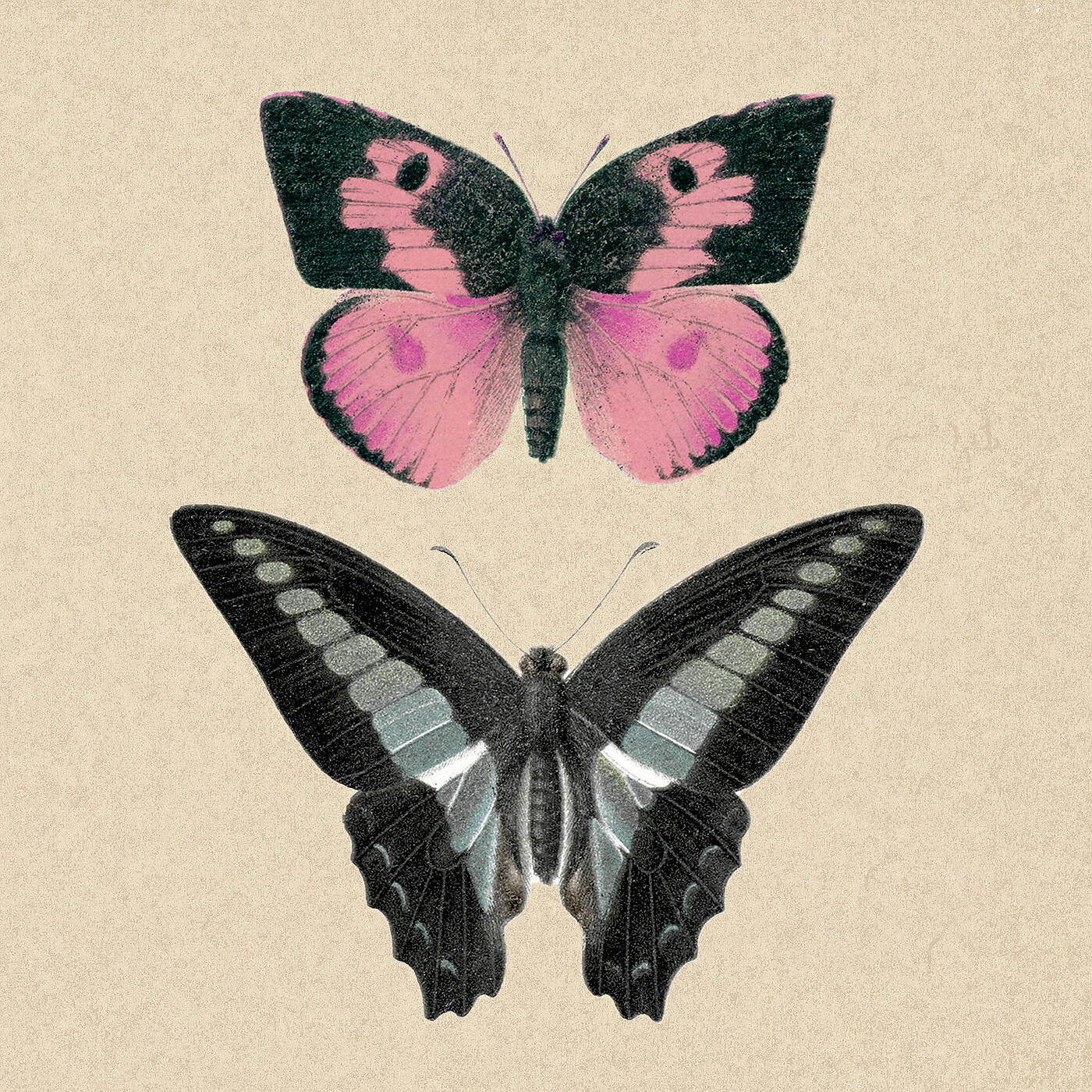 Релиз Papillons