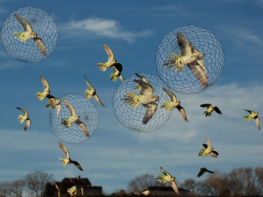 BOIDS