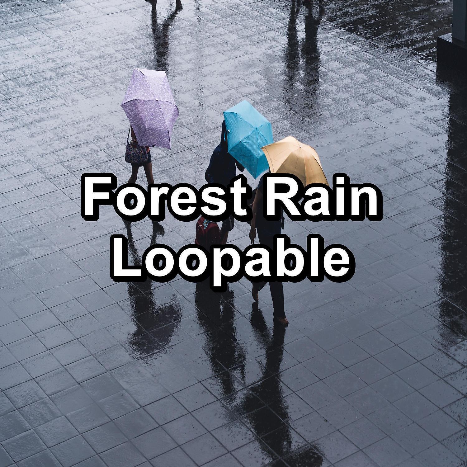 Постер альбома Forest Rain Loopable