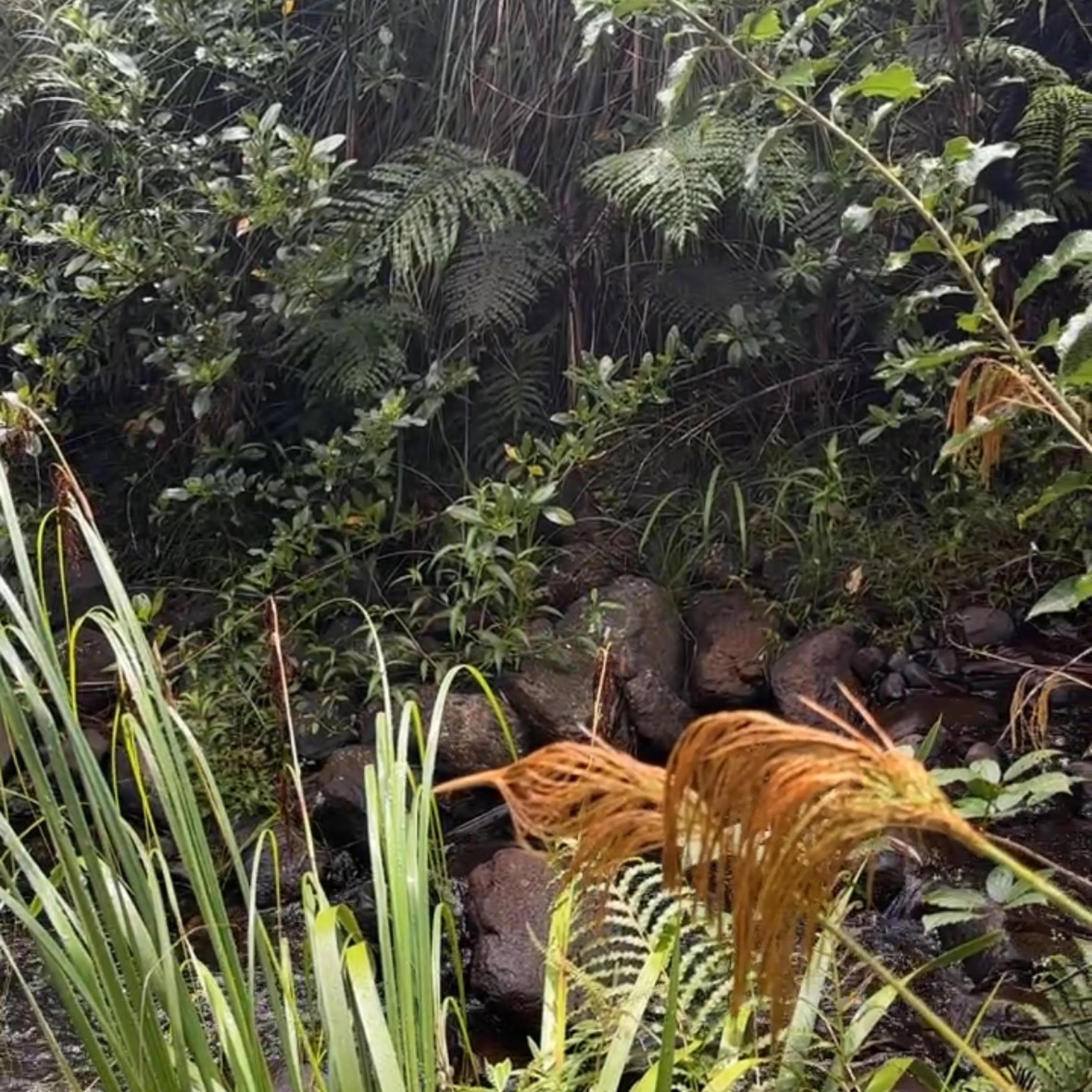 Трек Summer slumber by gentle stream on New Zealand bush walk