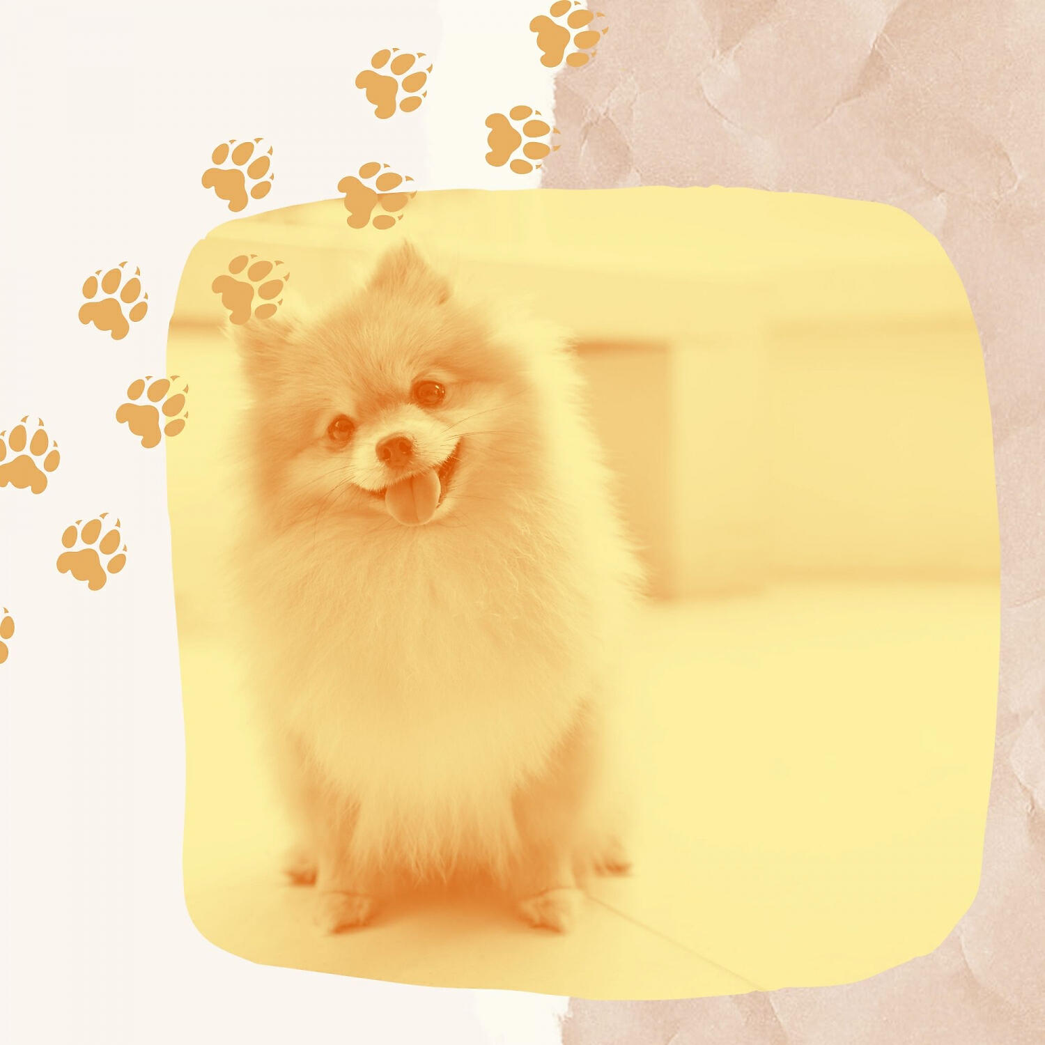 Fashionable Doggy Music