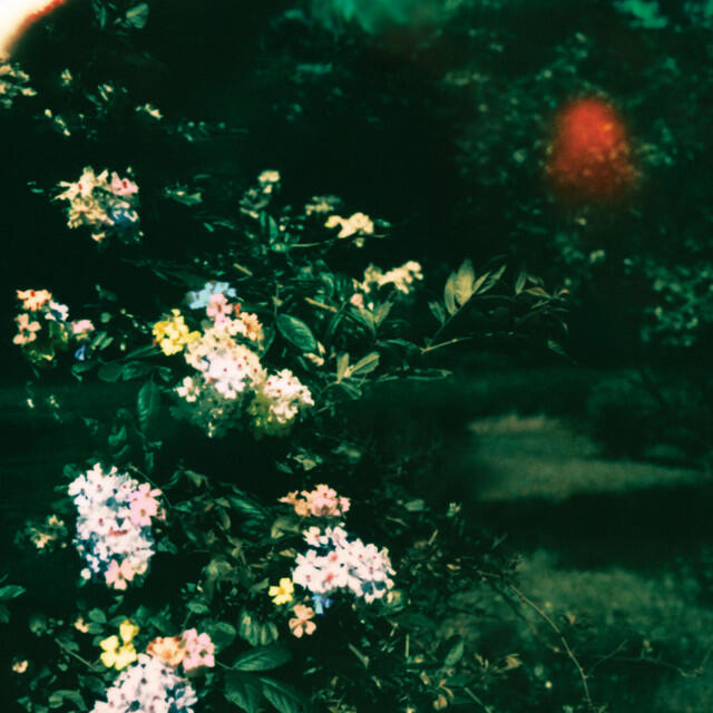 Релиз fields of forever