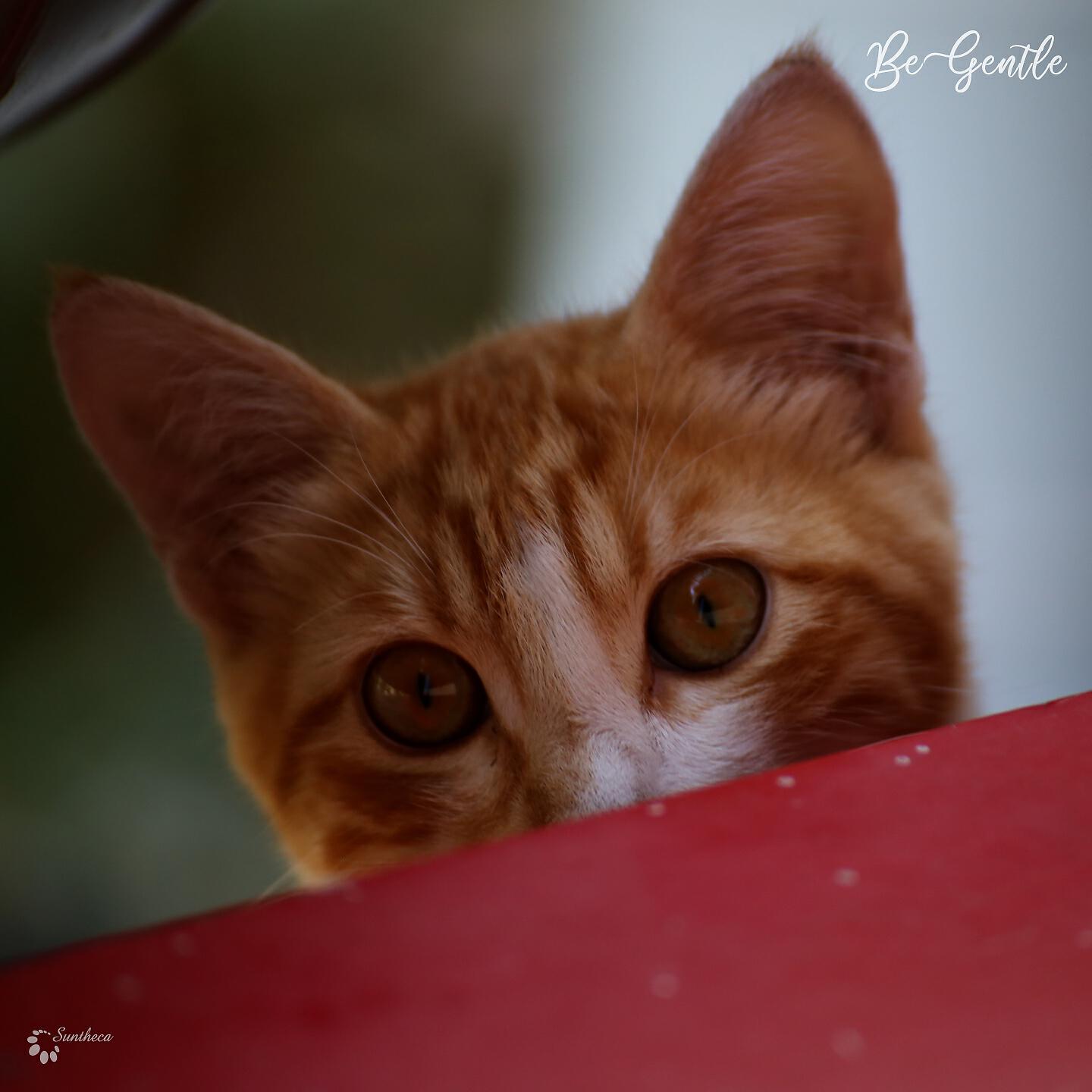 Релиз Be Gentle