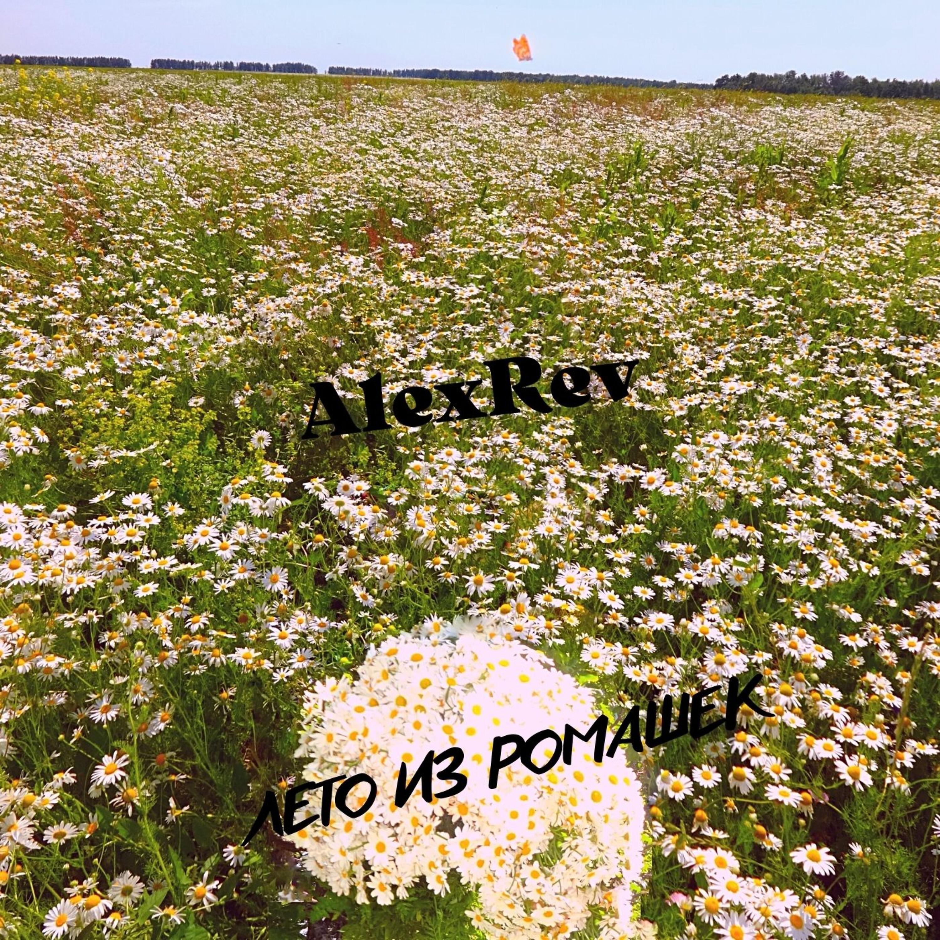 Релиз Лето из ромашек