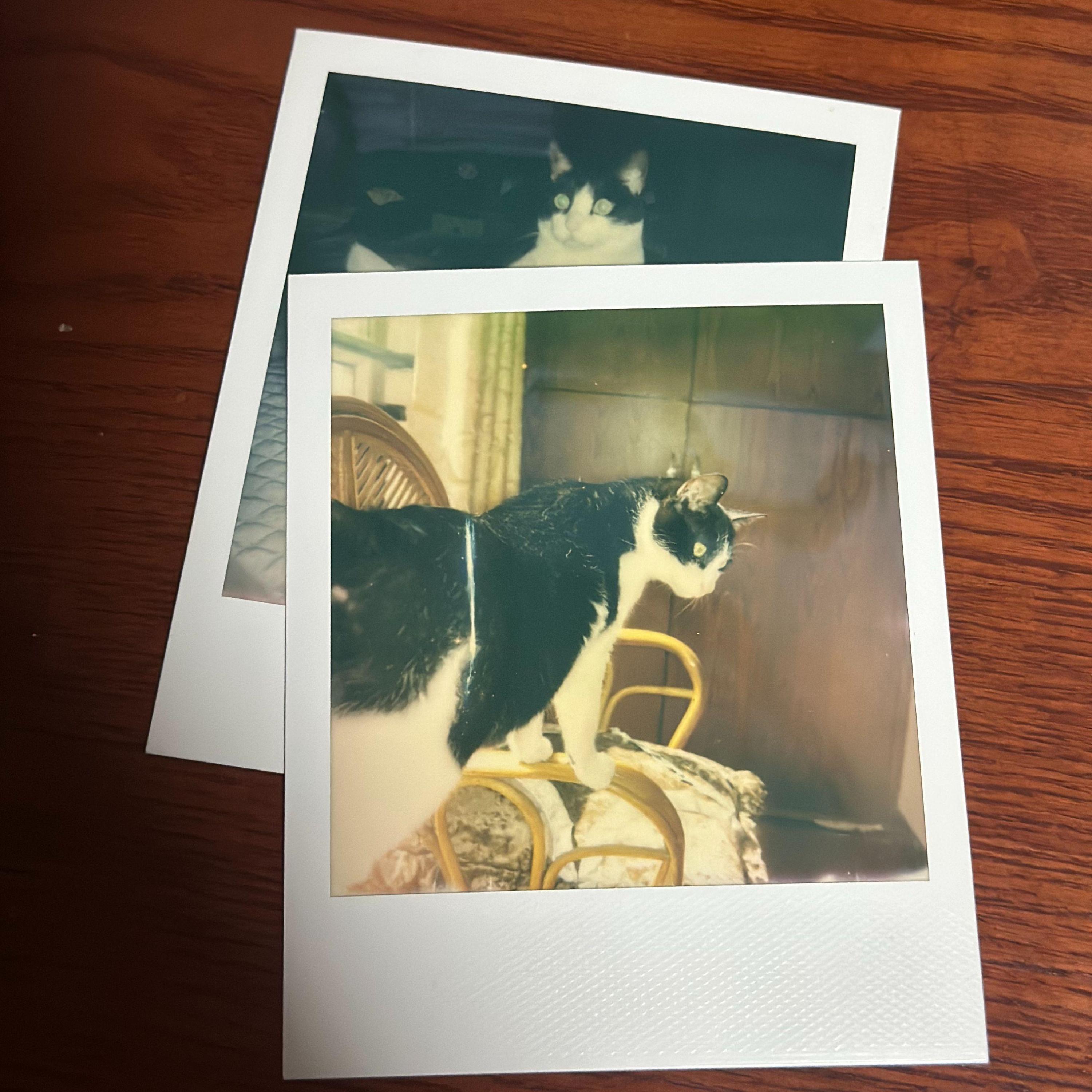Релиз 写给小猫富贵