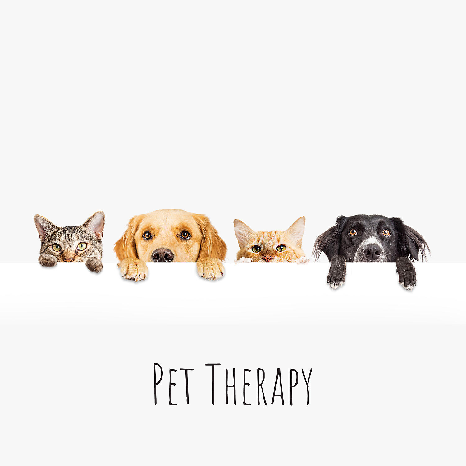 Релиз Pet Therapy - Relaxing Music to Soothe and Comfort Pets and Help Calm and Reduce Anxiety