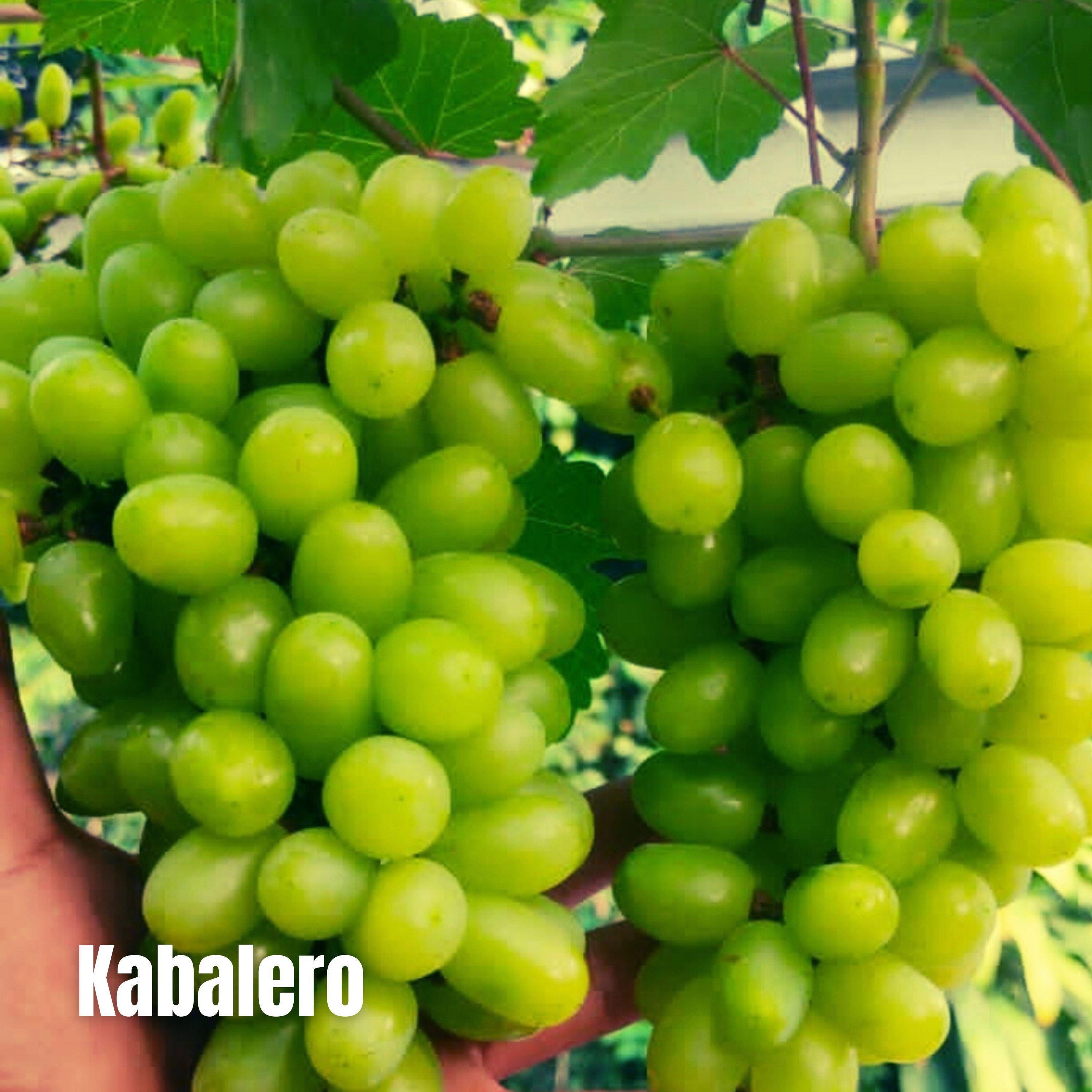 Релиз Kabalero