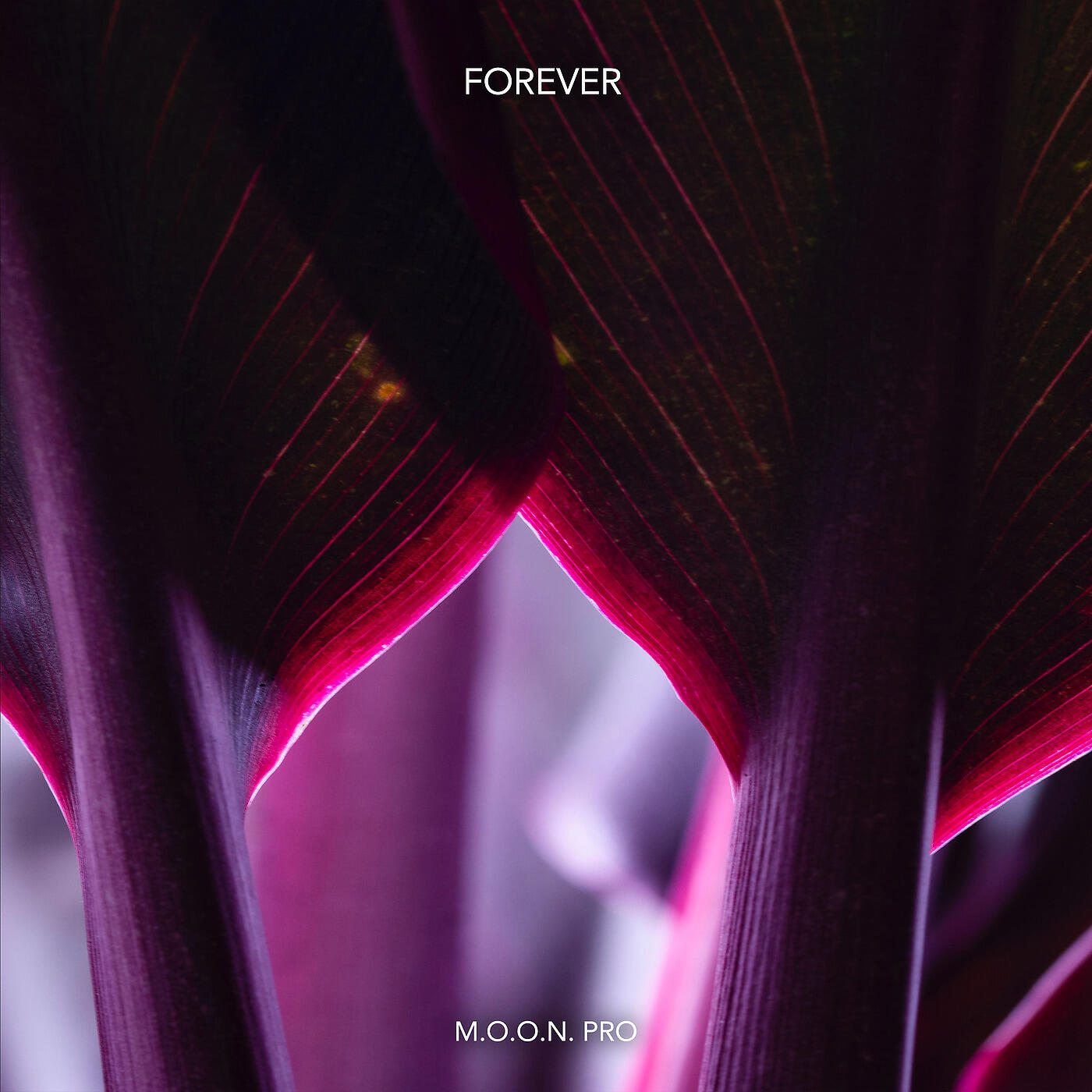 Релиз Forever