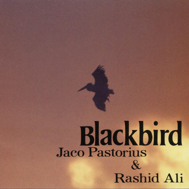 Релиз BLACKBIRD