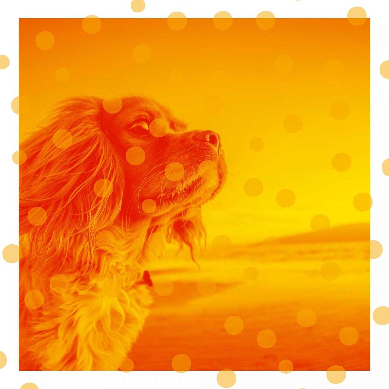 Релиз Feelings for Doggy Anxiety