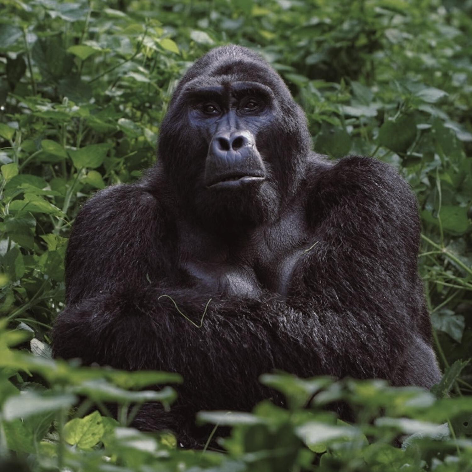 Релиз Uganda