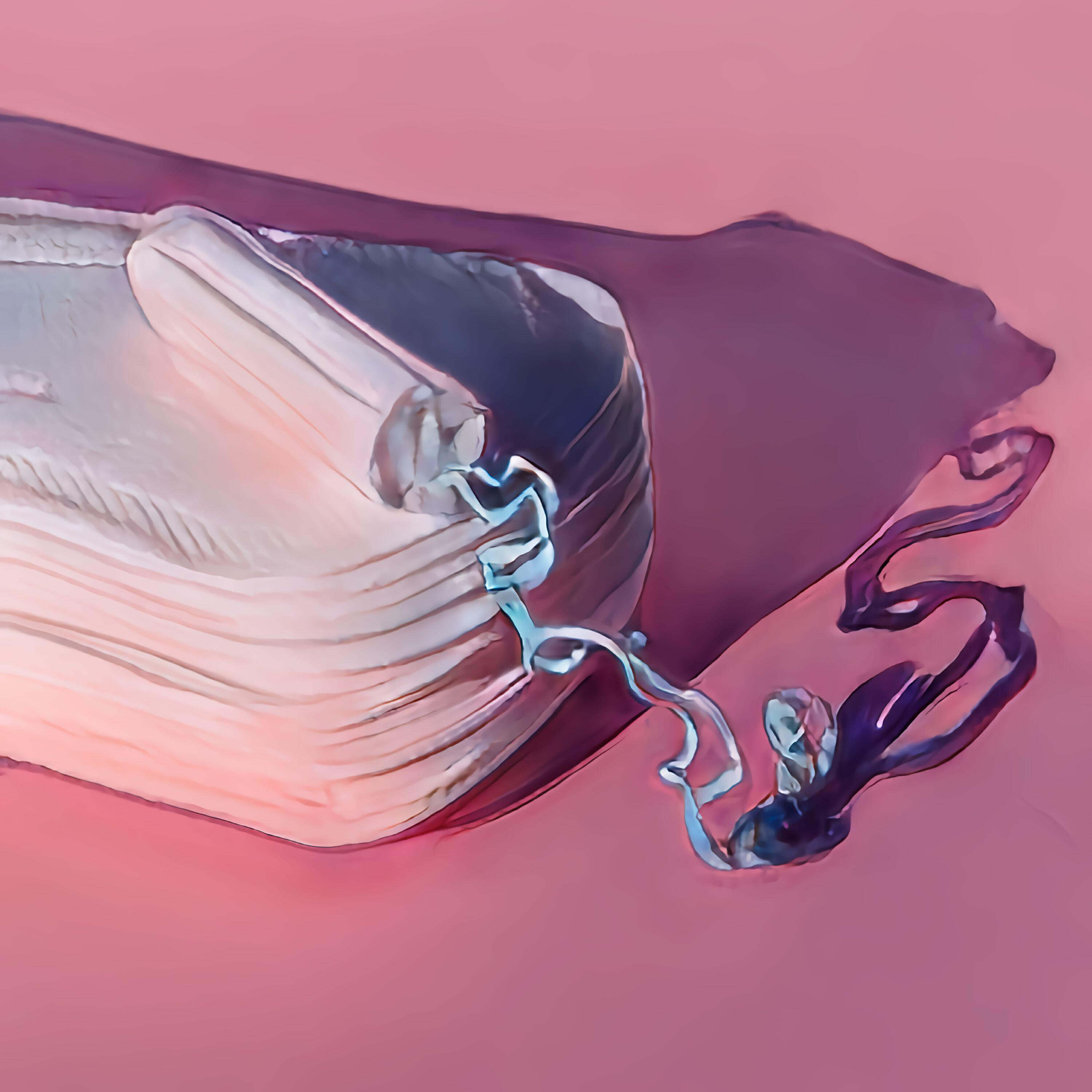 Эм'ка-Ультра