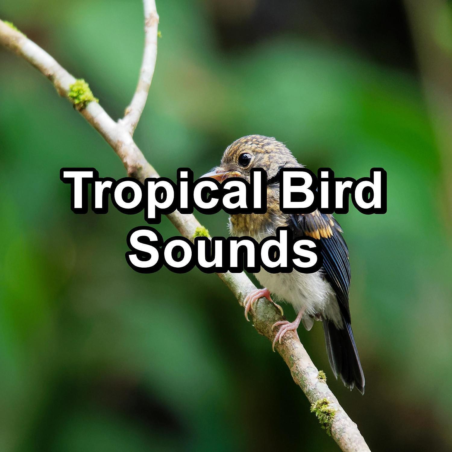 Релиз Tropical Bird Sounds