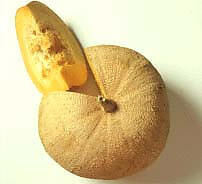 Zapallo