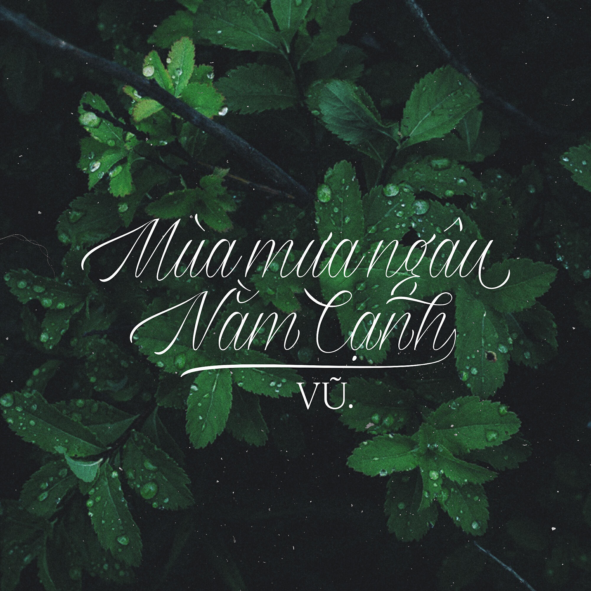 Релиз Mùa Mưa Ngâu Nằm Cạnh