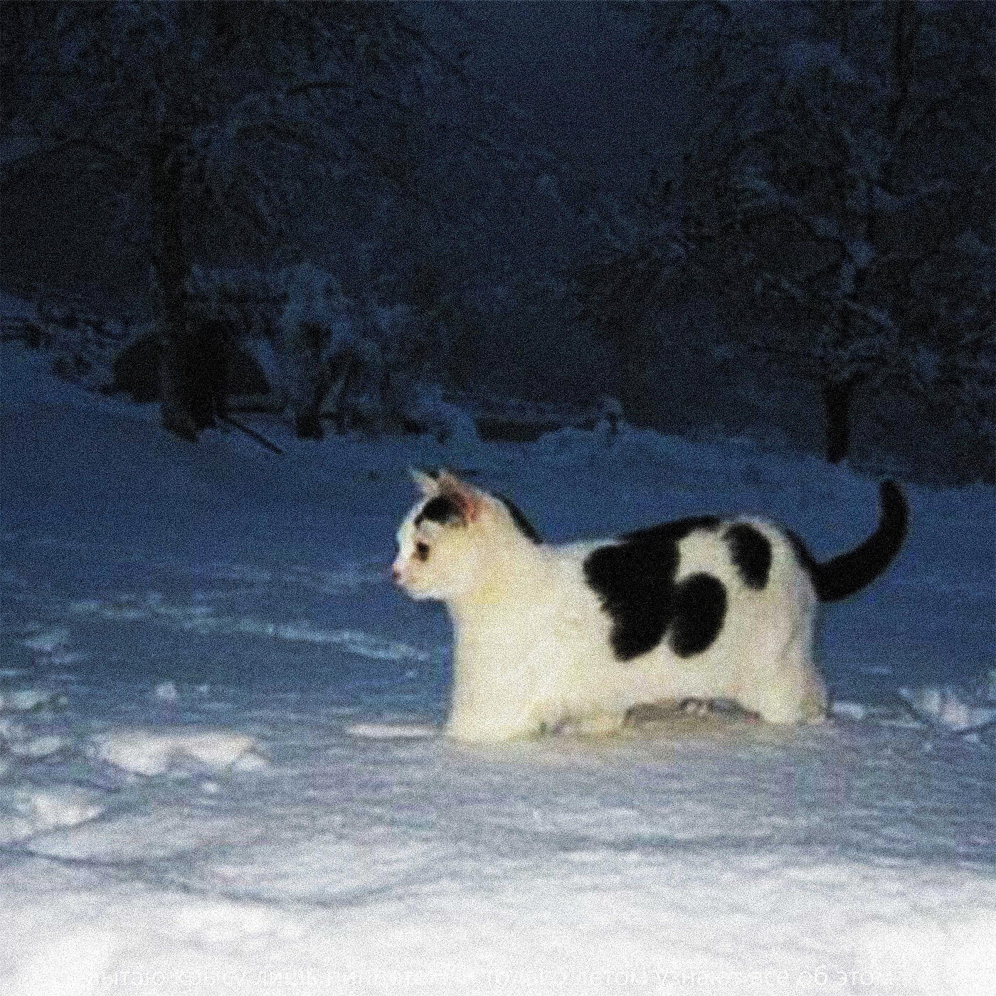 Постер альбома не виноват