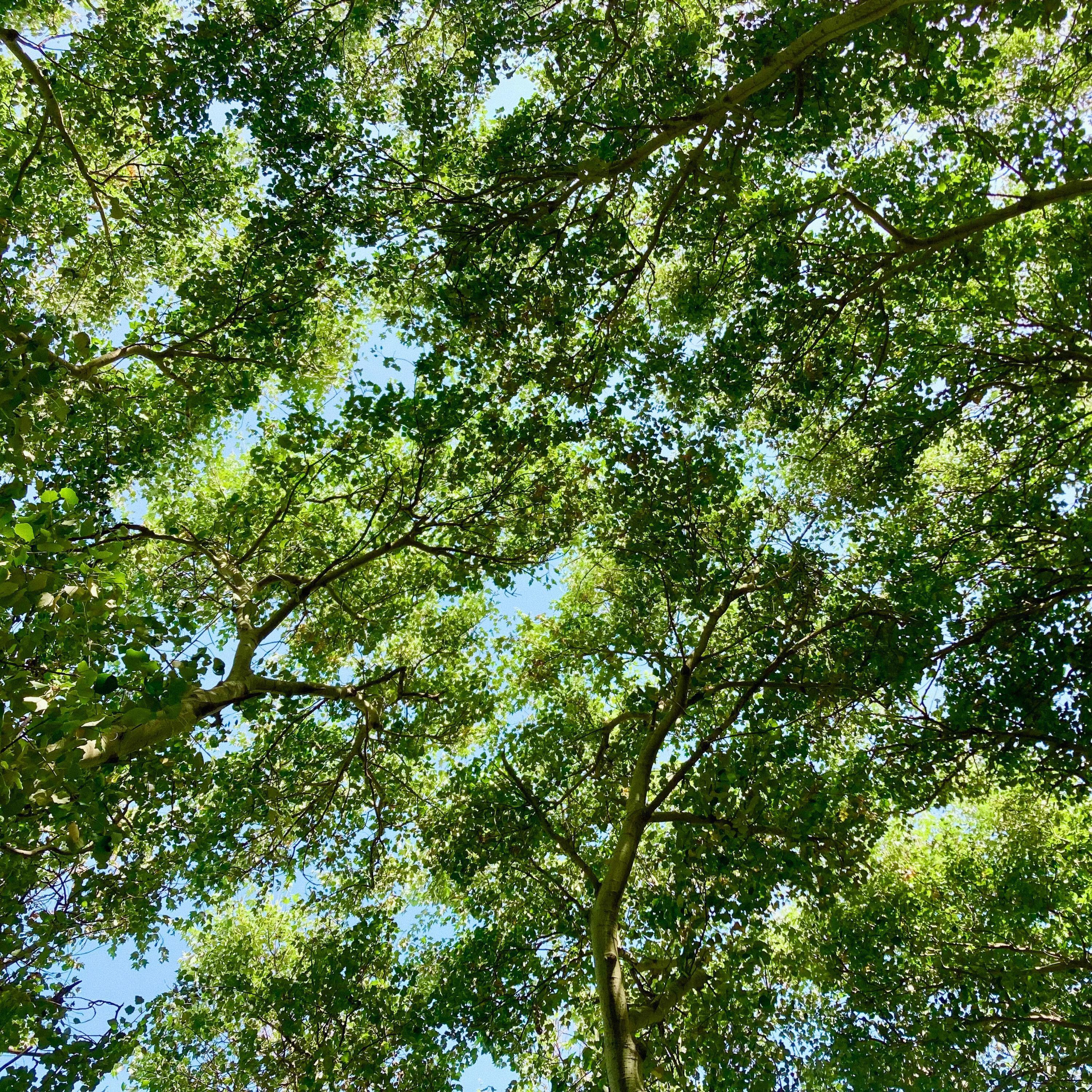 Релиз Into the Green