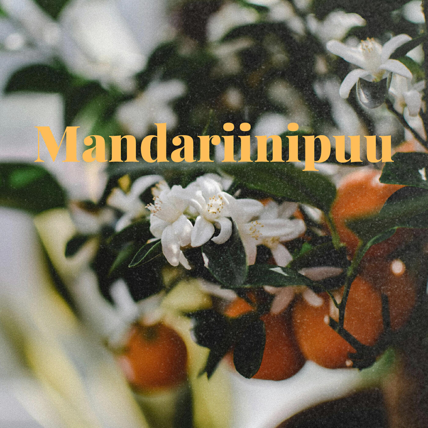 Релиз Mandariinipuu