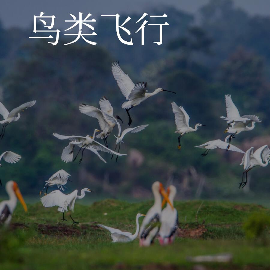 Волна по релизу