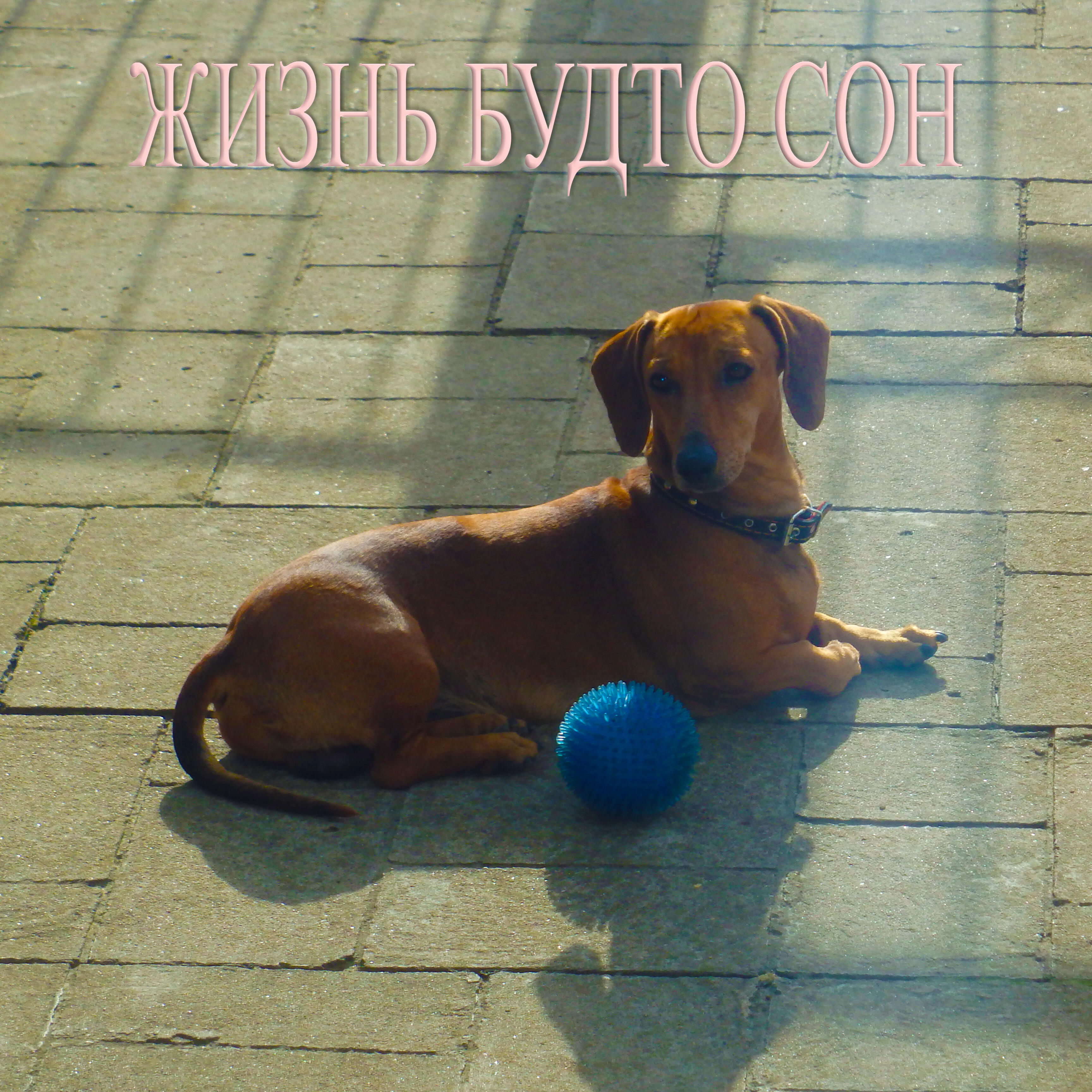 Релиз Жизнь будто сон