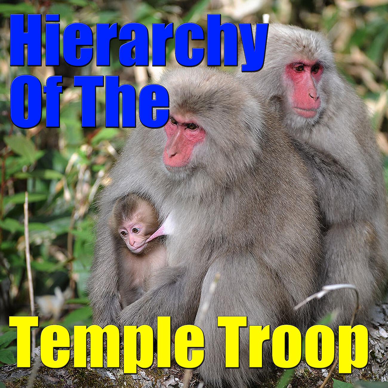 Релиз Hierarchy Of The Temple Troop