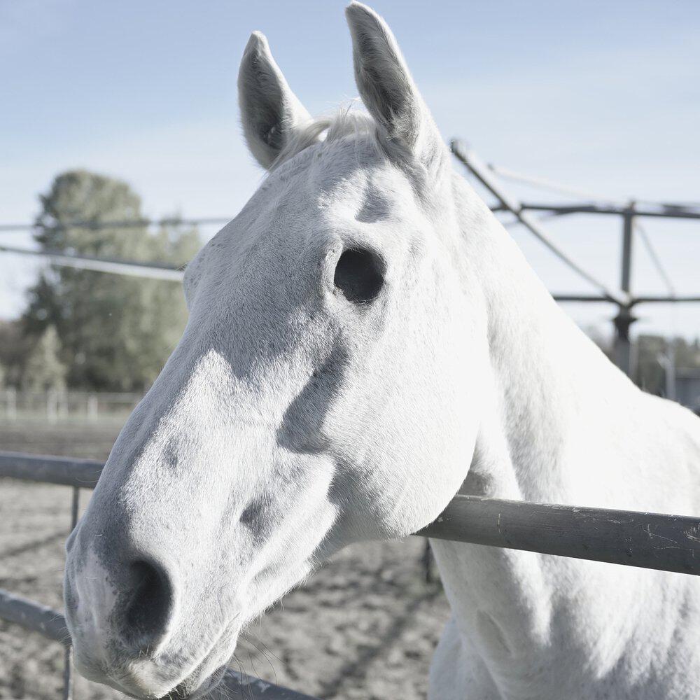 Релиз The Winning Horse