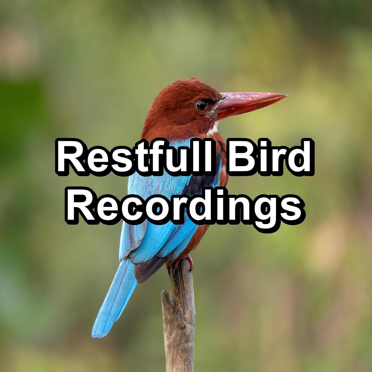 Релиз Restfull Bird Recordings