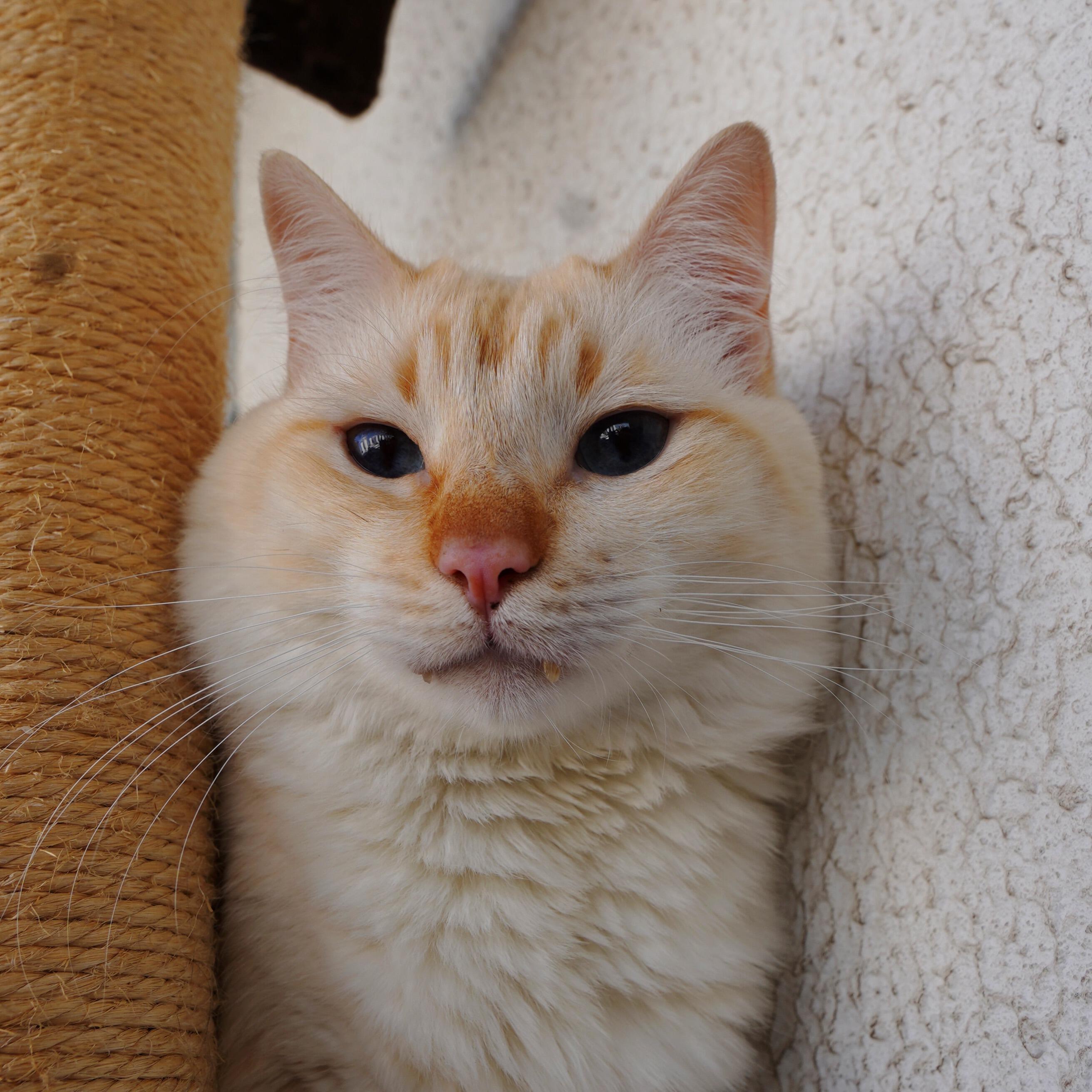 Gatoxinha