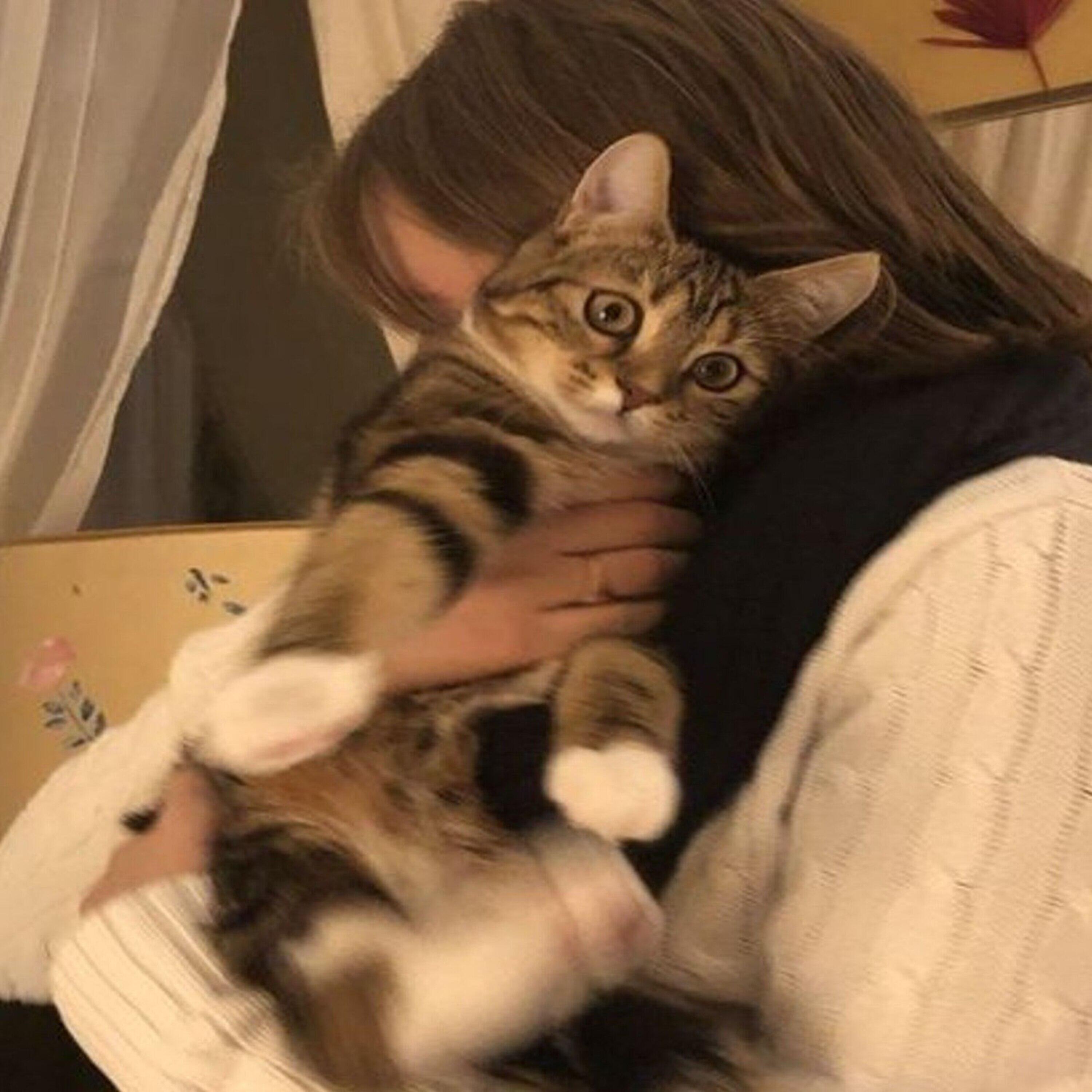 Релиз delphini