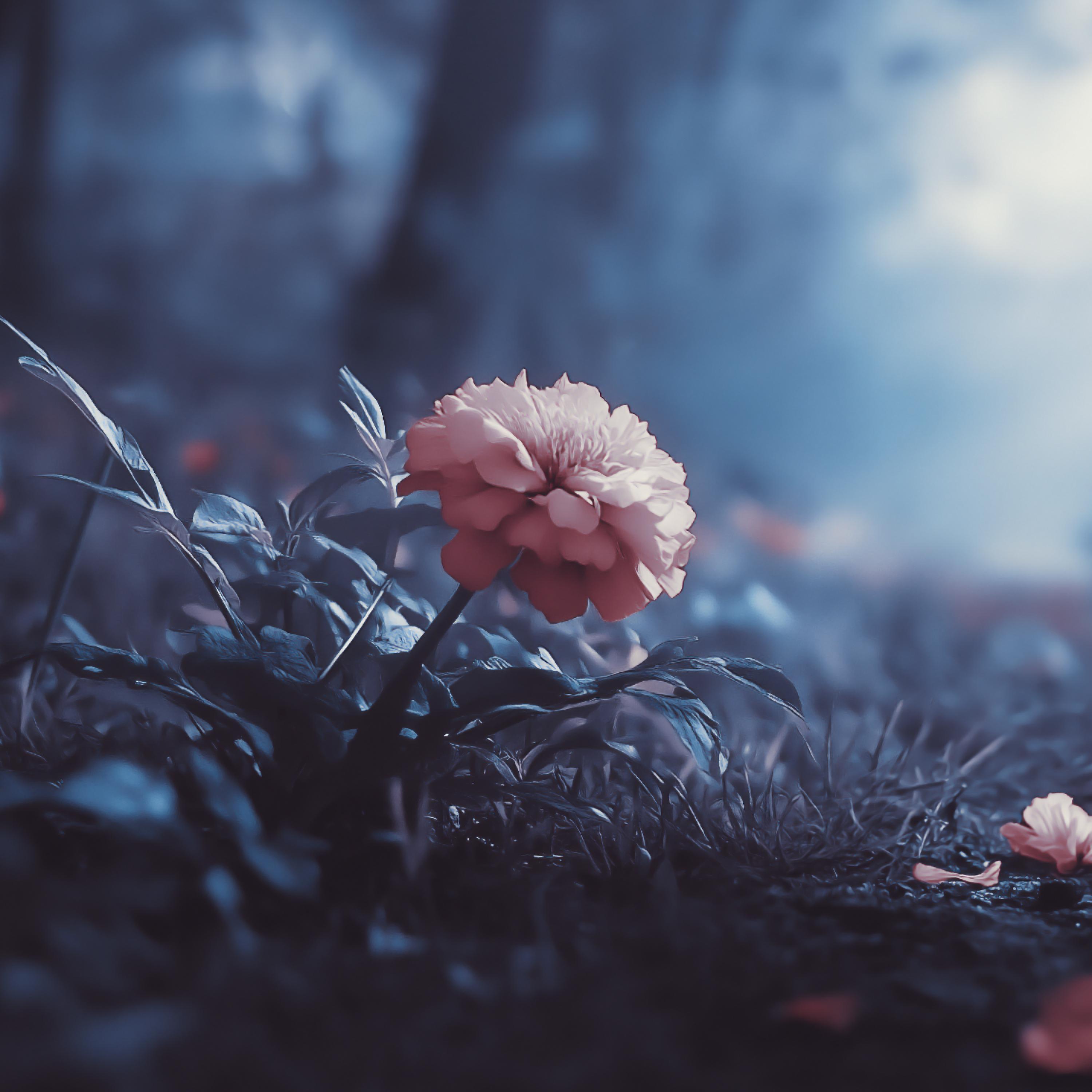 Релиз Wildhaven