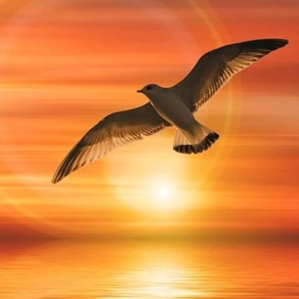 Релиз White Bird Flight