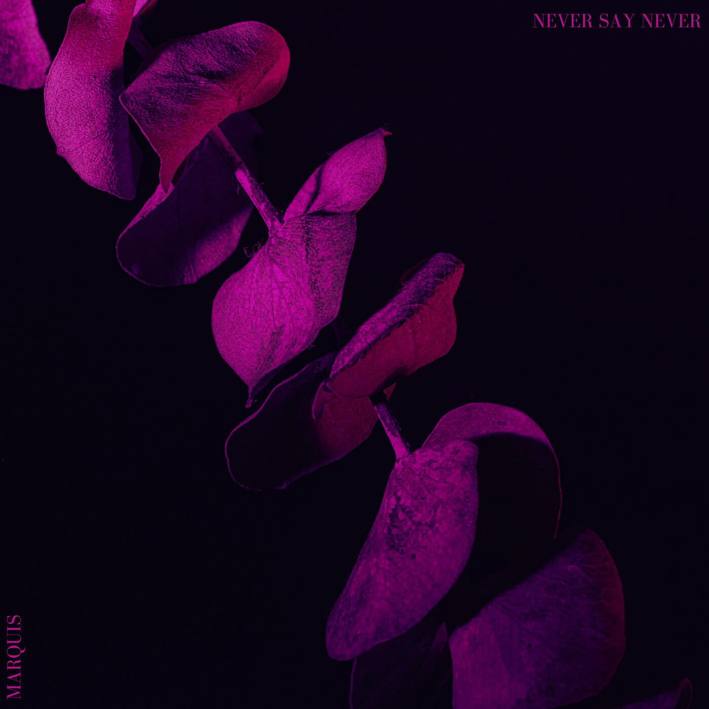 Релиз Never Say Never