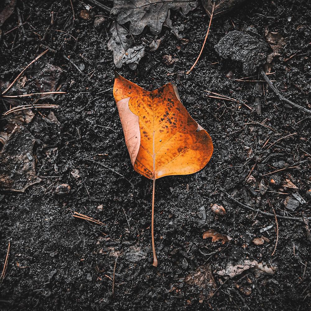 Релиз Autumn Dreams