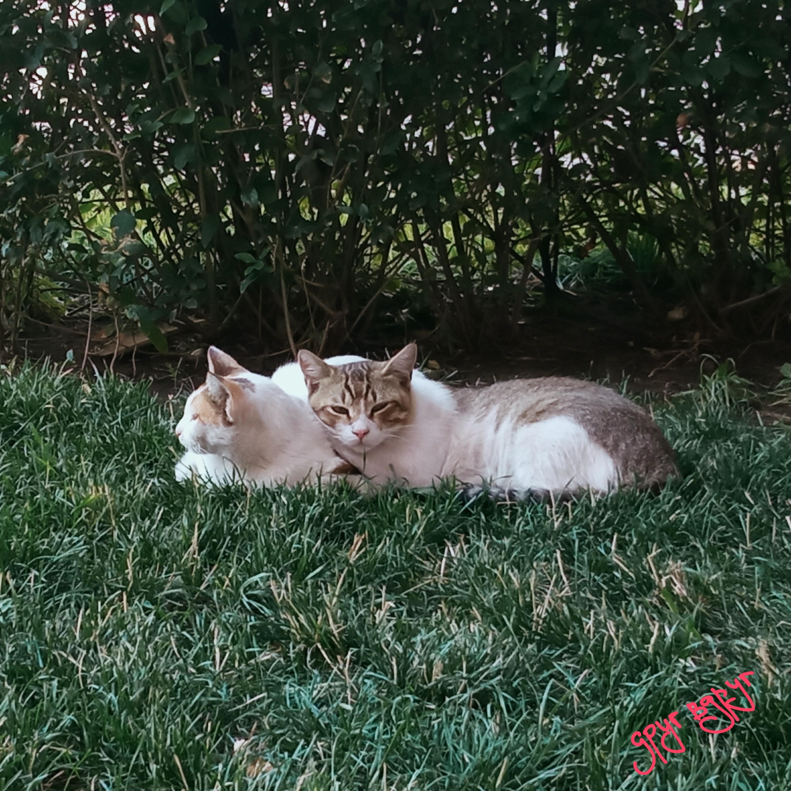 Релиз Cat House