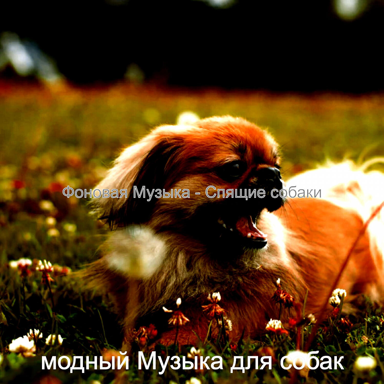 Постер альбома Фоновая Музыка - Спящие собаки