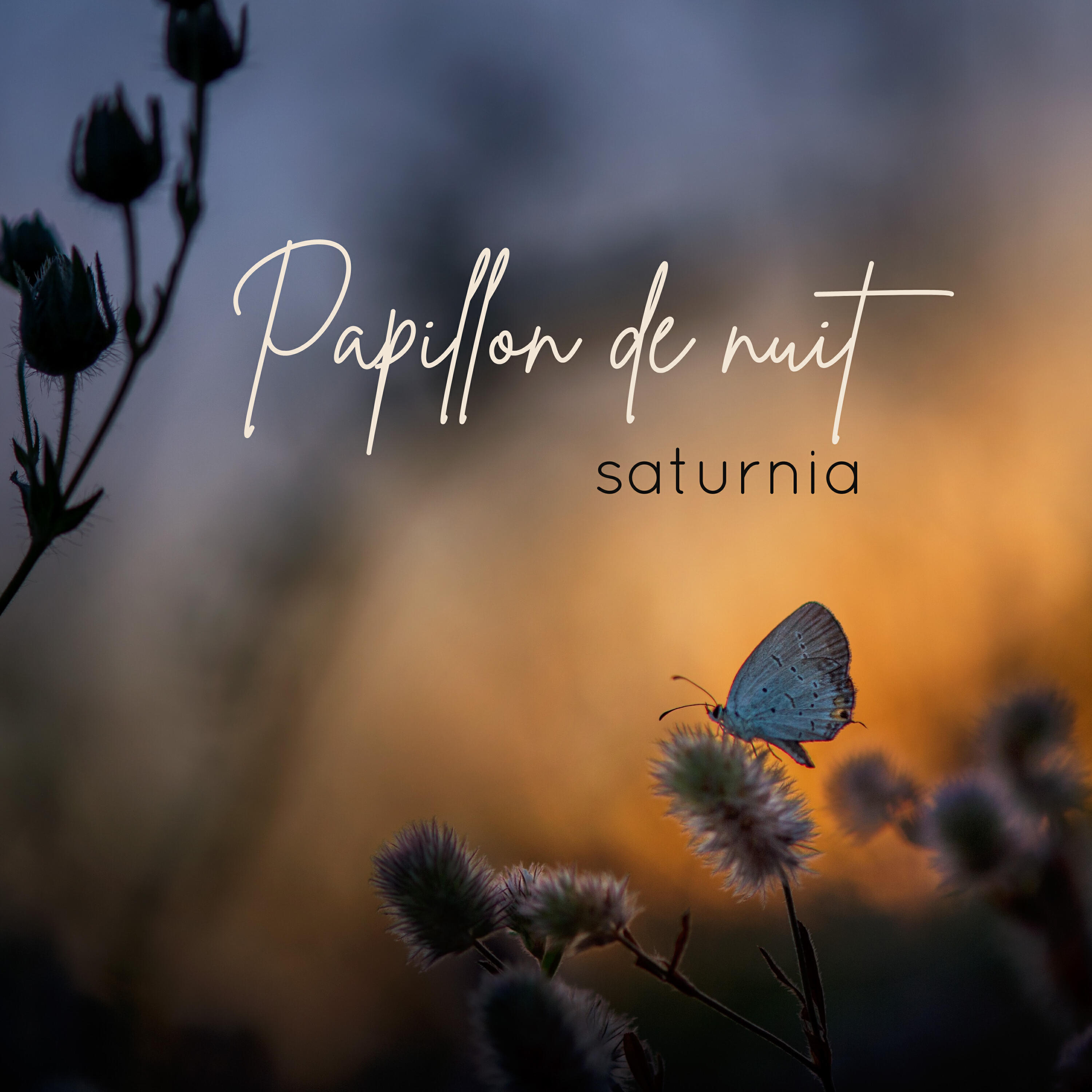 Релиз Papillon de nuit