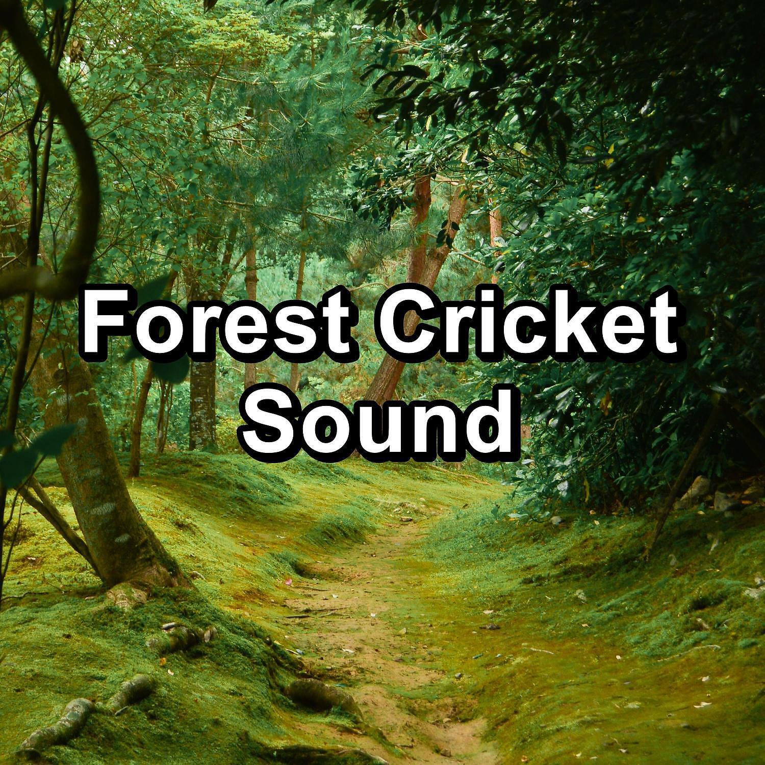 Релиз Forest Cricket Sound
