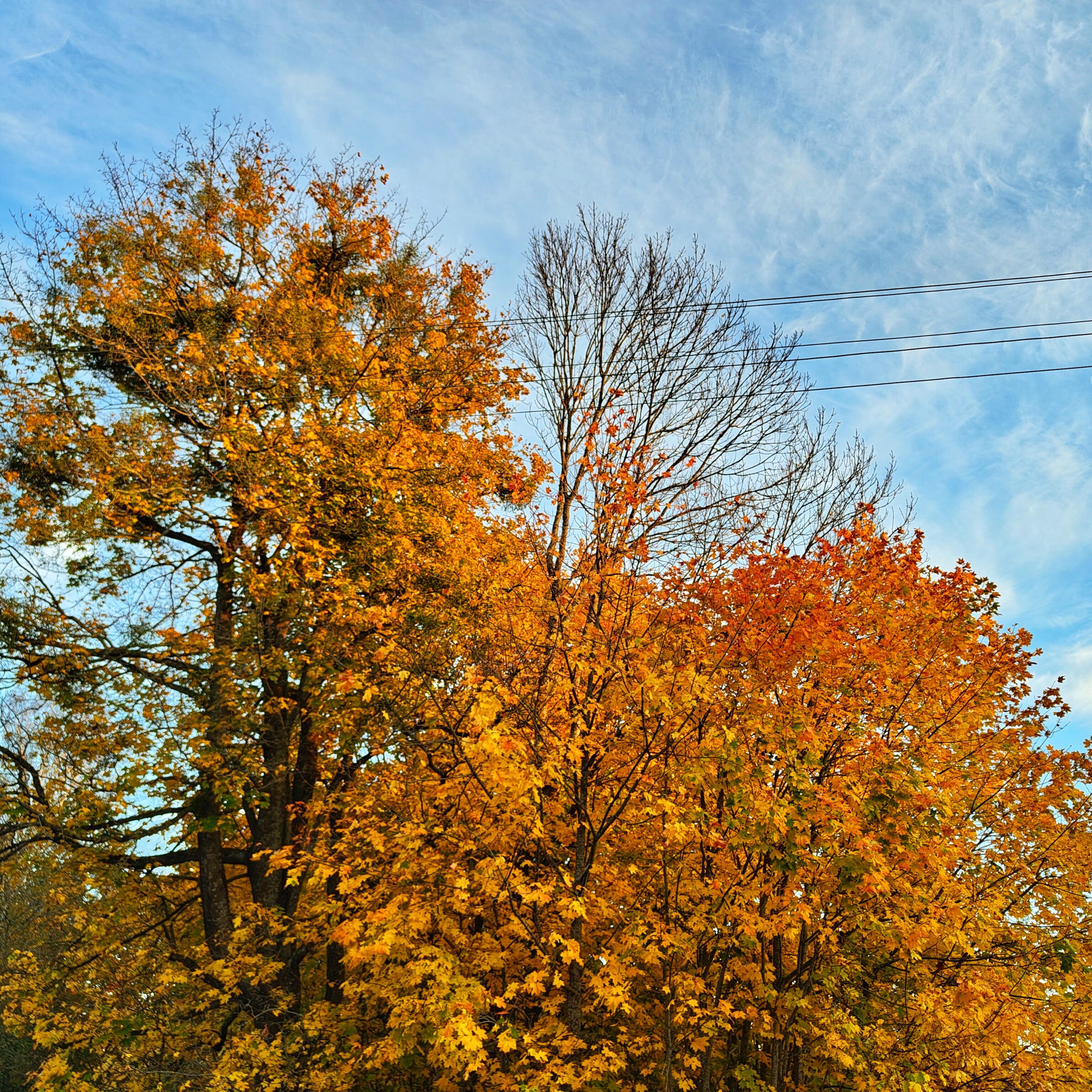 Релиз Song of Autumn