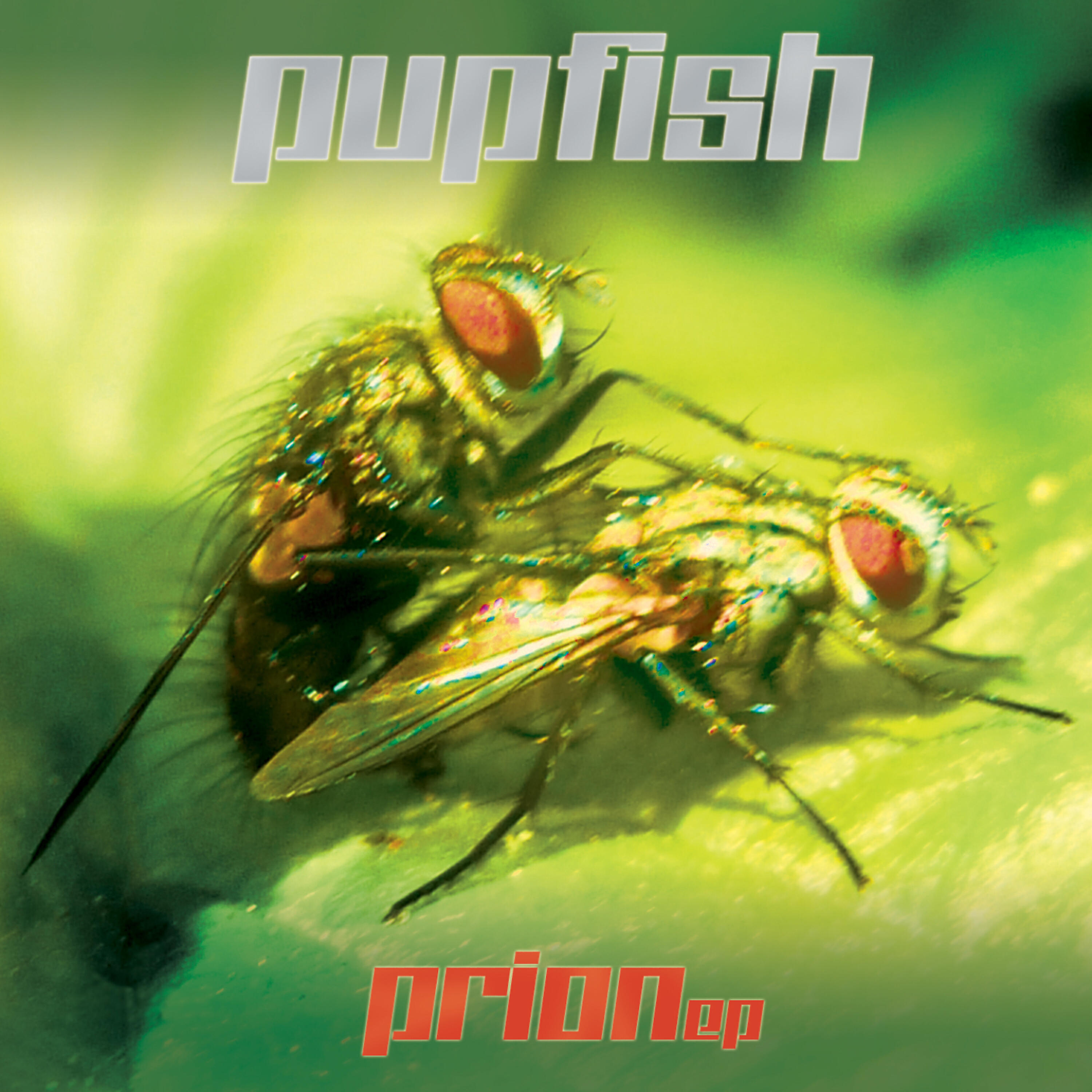 Pupfish