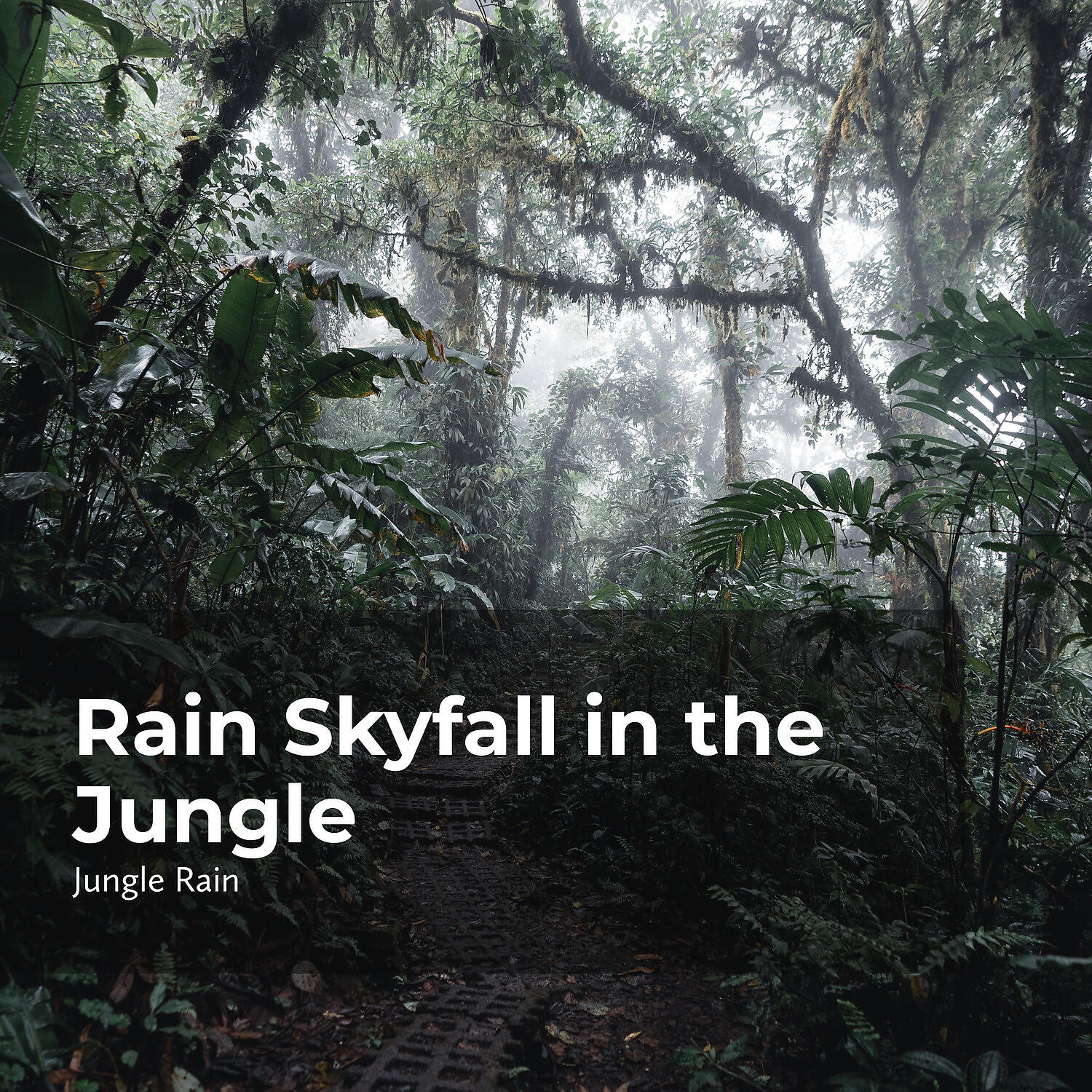 Постер альбома Rain Skyfall in the Jungle